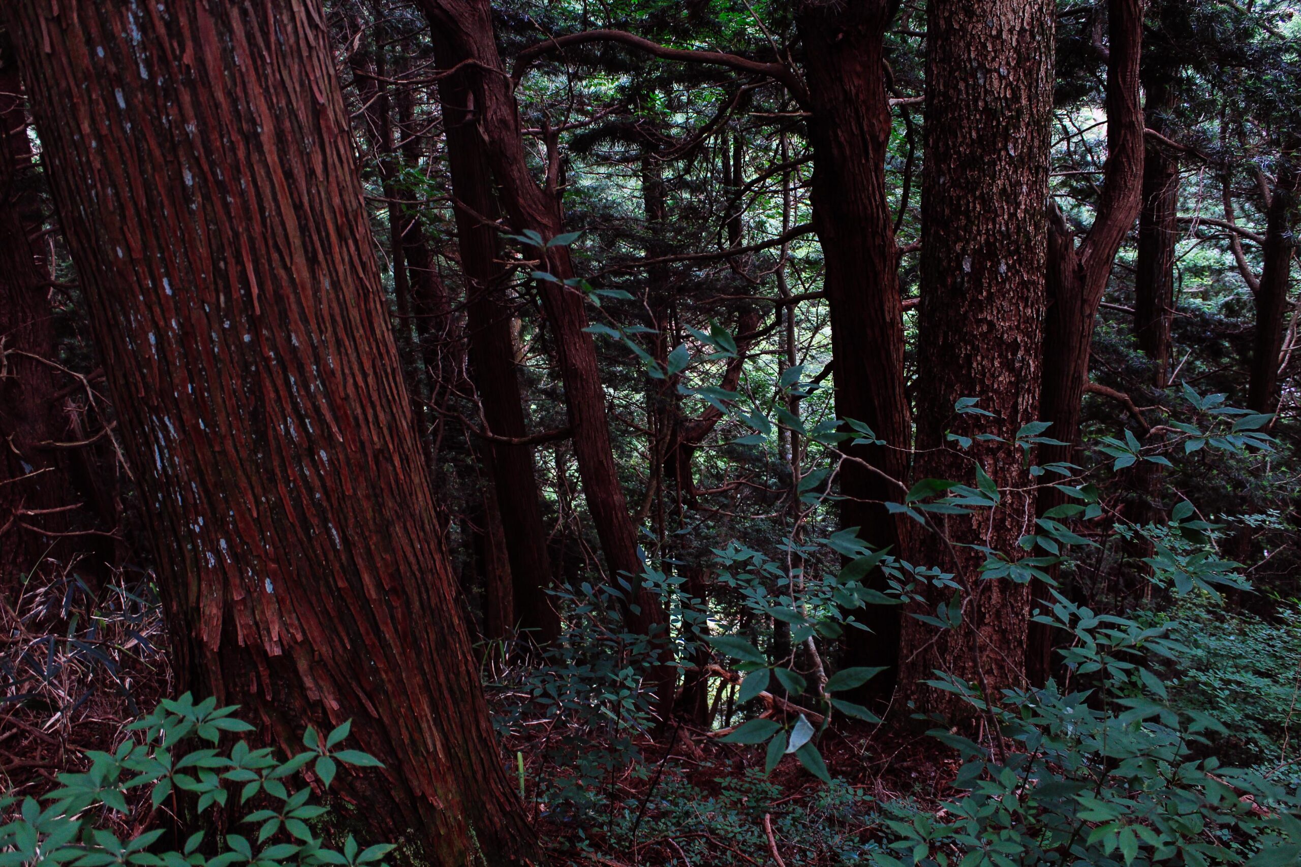 Japan Forest | No-8j